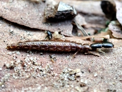 Phaeostigma