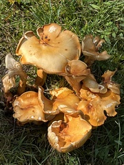 Gymnopilus luteus