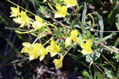 Oenothera clelandii