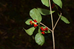 Pittosporum illicioides