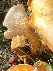 Gymnopilus luteus