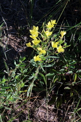 Oenothera clelandii