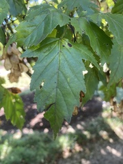 Betula nigra
