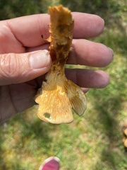 Gymnopilus luteus