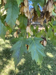 Acer ginnala