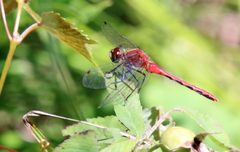 Sympetrum obtrusum