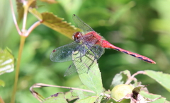Sympetrum obtrusum