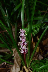 Reineckea carnea