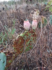 Opuntia phaeacantha