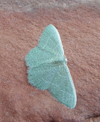 Phaiogramma etruscaria