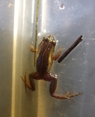 Microbatrachella capensis