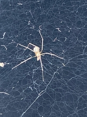 Arthropoda