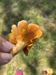 Gymnopilus luteus