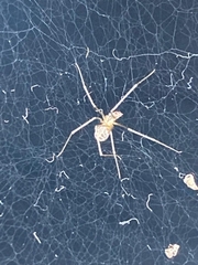 Arthropoda