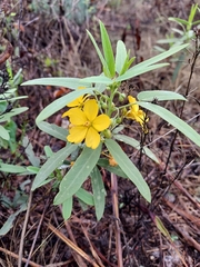 Senna roemeriana