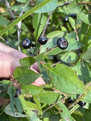 Aronia melanocarpa