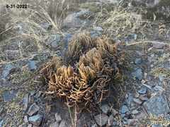 Myriopteris gracillima