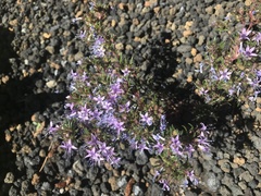 Ipomopsis multiflora