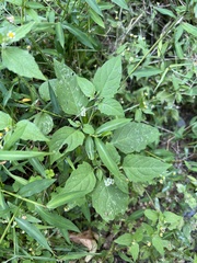Solanum emulans