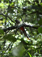 Trogon mexicanus