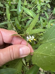 Solanum emulans