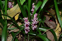 Reineckea carnea