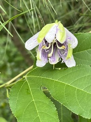 Passiflora incarnata