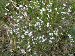 Asperula