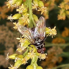 Limnophora tigrina