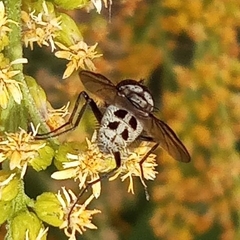 Limnophora tigrina