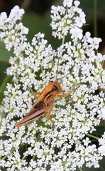 Melanoplus bivittatus