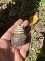 Cipangopaludina chinensis