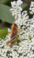 Melanoplus bivittatus