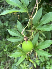Passiflora incarnata