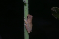 Chirixalus nongkhorensis