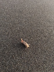 Megalorchestia corniculata