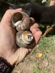 Cipangopaludina chinensis