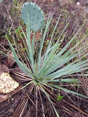 Yucca necopina