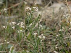 Asperula