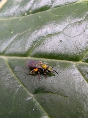Caenohalictus