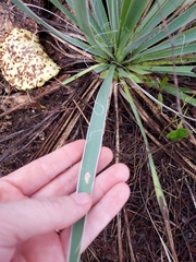 Yucca necopina
