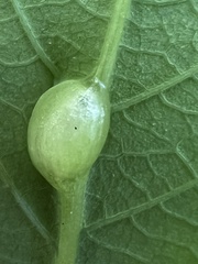 Neolasioptera impatientifolia