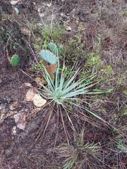 Yucca necopina