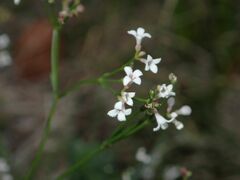 Asperula