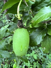 Passiflora incarnata