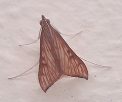 Antigastra catalaunalis