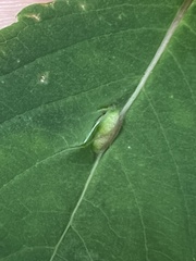 Neolasioptera impatientifolia