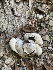 Entoloma abortivum