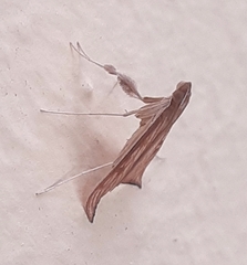 Antigastra catalaunalis