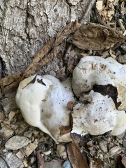 Entoloma abortivum